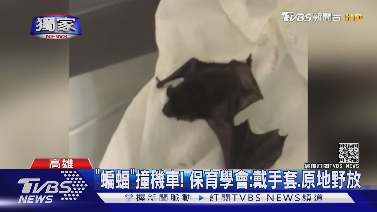 怎麼有毛!騎車騎一半天降「蝙蝠」 網:要三杯?