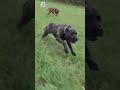 Presa Canario out for a run | the proper k9 presa canarios