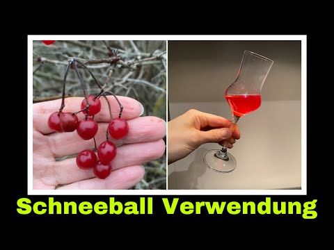 Likör aus den Beeren des gewöhnlichen Schneeball | Selbstversorgung: Experiment