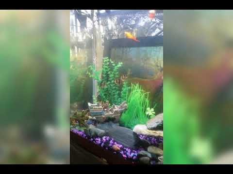 Start tune jam must,guitsolos