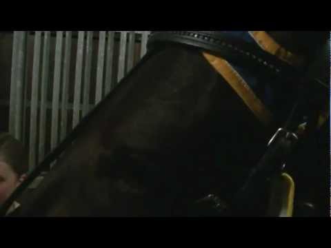 2011 Breeders Crown Merries A - Ariane Beemd (Robin Bakker)