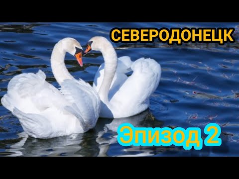 СЕВЕРОДОНЕЦК, Лебединое озеро! Swans on a clear lake in SEVERODONETSK!