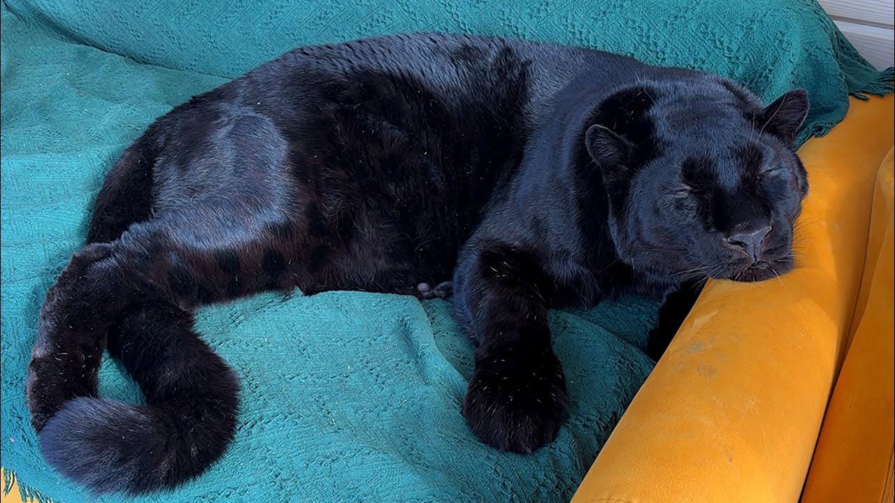 Winter has come to Luna the panther's village again 😱 Crow attack (ENG SUB)