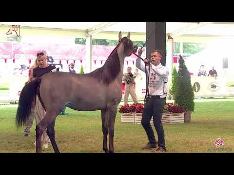 N21 EL MADERA - 2020 PRIDE OF POLAND - 42nd Arabian Horse National Show - Yearling Fillies (Clas...