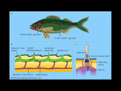 image-What is the function of lateral line system in fish?