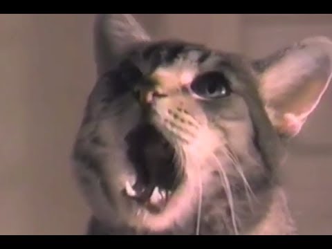 Meow Mix Goes Death Metal!