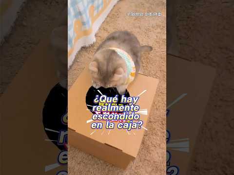 ¡Dios Mío! ¿Qué Está Pasando Realmente ¿Alguien Puede Adivinarlo 🙀🤔❓