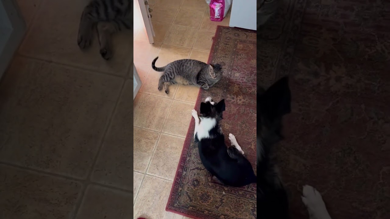 Enlarge Jodie, a Adoptable mixed breed in Cincinnati , OH video 6/6