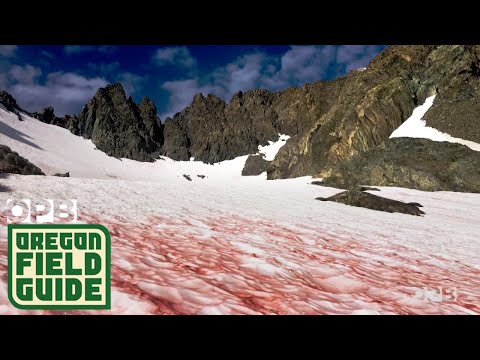 The Mystery Of Red And Pink Snow | Watermelon Snow | Oregon Field Guide