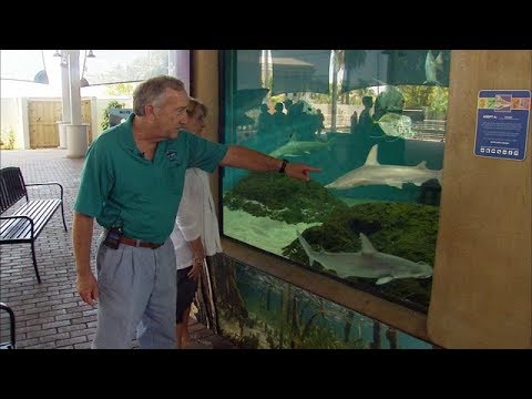 Scientists work to unlock sharks' cancer-fighting secret