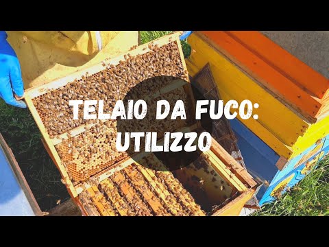 Apicoltura: Telaino a Fuco