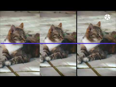 baby cats - cute and funny cat videos compilation 2022 new videos😺