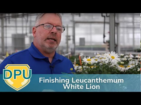 Finishing Leucanthemum White Lion