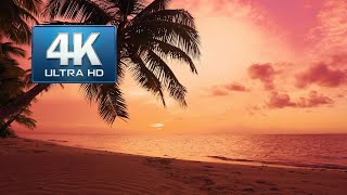 Summer sun sundown on palms beach coast 4K video. Atlantic Ocean palm 