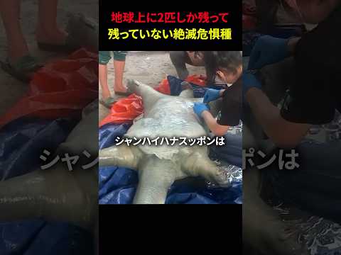 私たちは再び大量絶滅の脅威にさらされているのでしょうか?研究者たちは本当にそう信じています