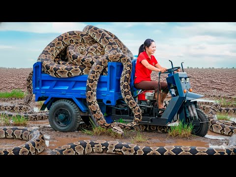 Harvesting Giant Mutant Pythons 200Kg & Go to Market Sell | Giant python hiding under giant yam
