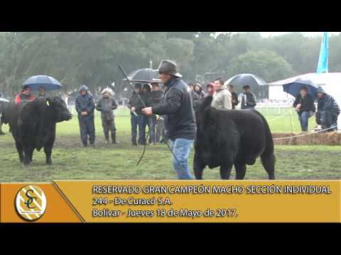 18-05-17 Jura Grandes Campeones - 76º Exposición Angus de Otoño - Bolivar
