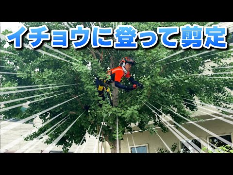 イチョウ、扇葉の木 植物