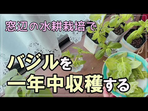 バジルを上手に育てるには？大きく青々とした葉を作るためのプロのヒント  庭園
