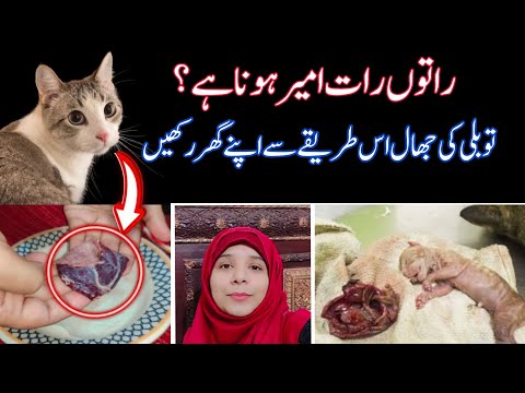 Billi ki jhal ko Ghar me  Rakhne Ka tareeqa #jhaal #cat #jair #mahnooraamir