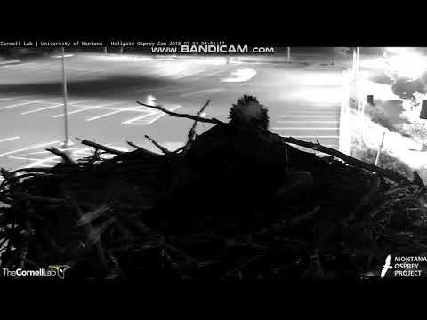 Hellgate Osprey - Iris wakes at o'dark thirty - M 7-2-18 4:53a their time