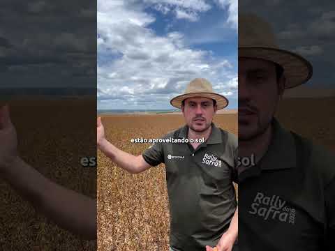 POTENCIAL PRODUTIVO EM SAPEZAL | @rallydasafra