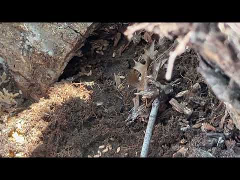 Citronella Ant Colony Hidden Under Log in Hazlet, NJ