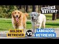 Golden Retriever Vs Labrador Which Breed Is Right For You