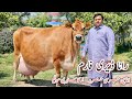 Rana Dairy Farm Big Jersey Cow With Huge Udder High Milk Production Cow In Pakistan