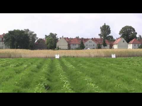 Prof. Dr. G. Schilling erklärt den Versuch: "Ewiger Roggenanbau" in Halle/Saale ...