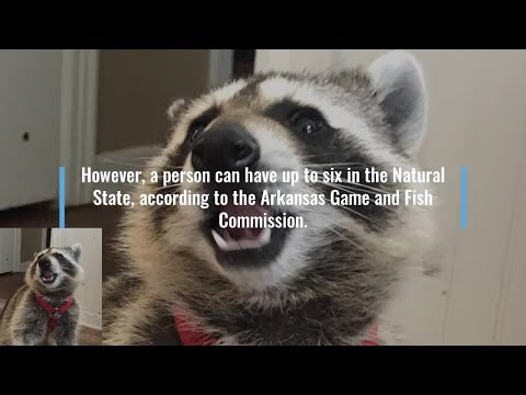 Digital Original: Arkansas student is raising 6-month old raccoon abandon by his mother