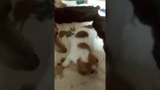 Schweenie Puppies Videos