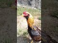 Saval Savali