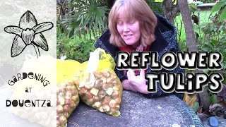 How to Make Tulips Come Back & Repeat Flower