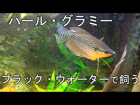 パールグラミー (Trichogaster leerii)