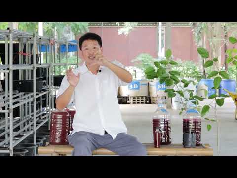 จุลินทรีย์สังเคราะห์แสงจากใบทองหลางน้ำ