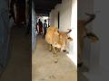 Meri Gaiya Aati Hai Mujhko Doodh Pilati Merigaiyaaatihai Gaumatakijaiho Cow Horselover Cows