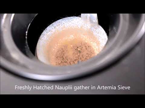 Watch Video on YouTube