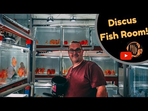 Amazing Discus Fish Room! Martin Ng Discus Specialist.