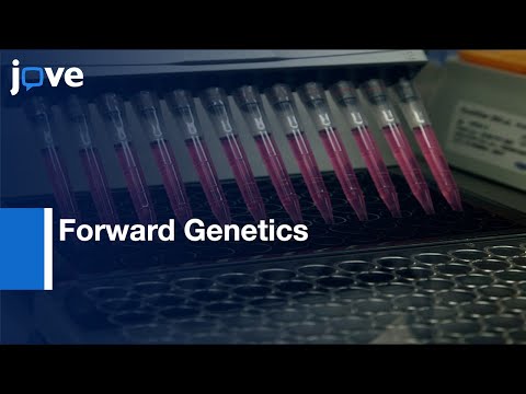 Forward Genetics to Identify Resistant Genes to Autonomous Immunity | Protocol Preview
