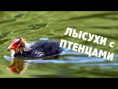 kaip pirkti obuolių akcijų pasirinkimo sandorius