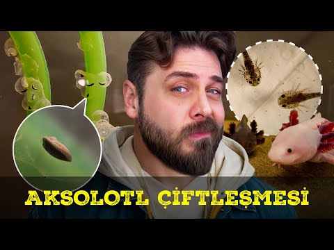 MUCİZEYE TANIK OLUN - AXOLOTL YUMURTASI