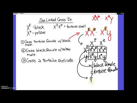 2-04 AP19 Sex-Linked cross Extra tutorial