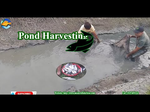 Harvesting Rohu, Carp, & Tilapia from Pond