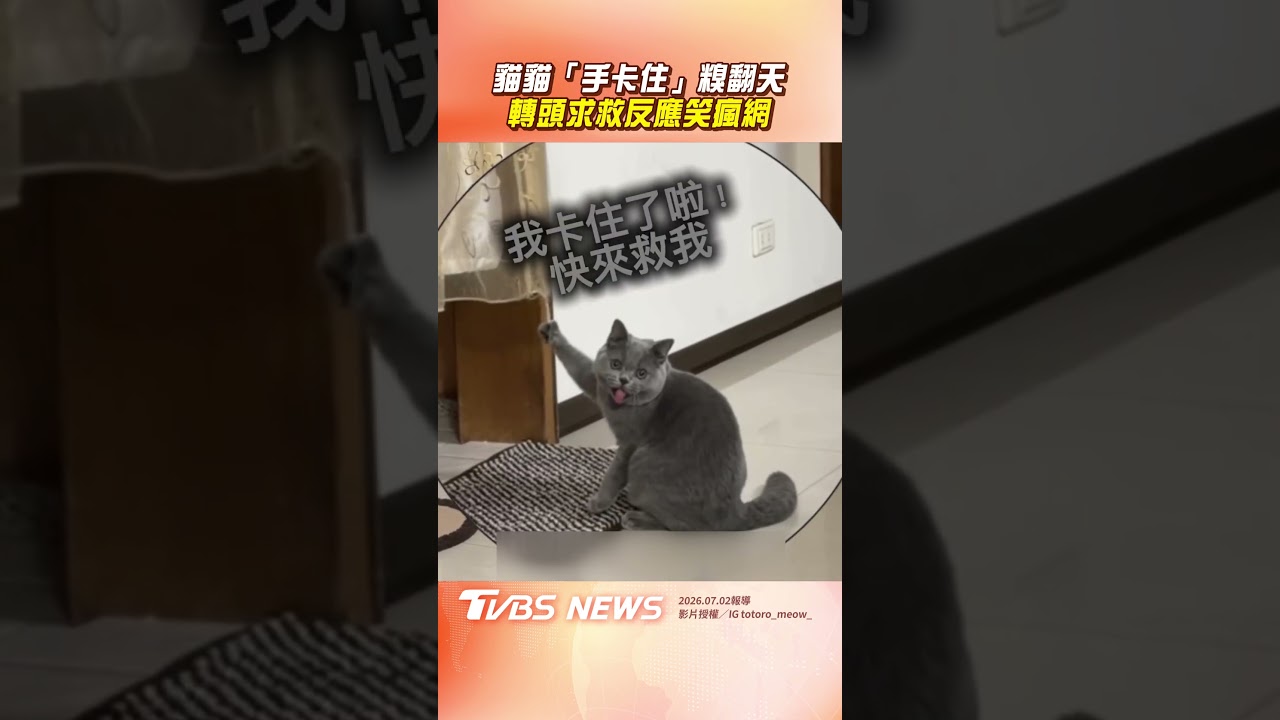 影音／貓貓「手卡住」糗翻天　轉頭求救反應笑瘋網