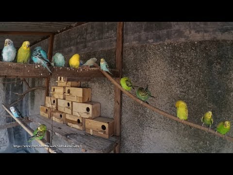 1 HOUR OF PARAKEETS SOUNDS - BUDGIES CHIRPING - July-12-2019