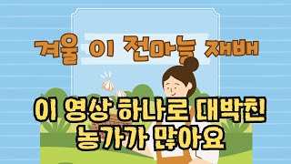 겨울 이 전 마늘 관리 포인트 대박 난 농가들이 시청한 영상!! 바로 그 영상
