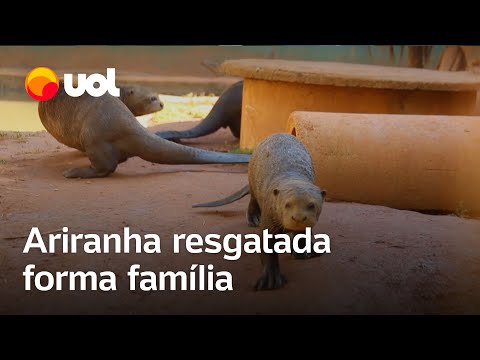 Ariranha resgatada forma família no Aquário de São Paulo; veja imagens