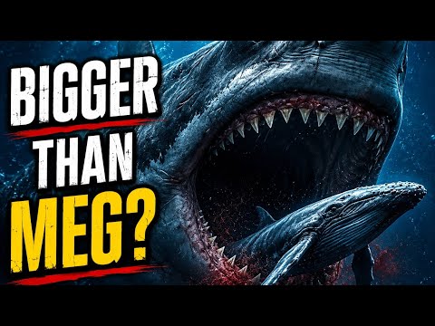 Megalodon: Bigger Than Any Shark in History