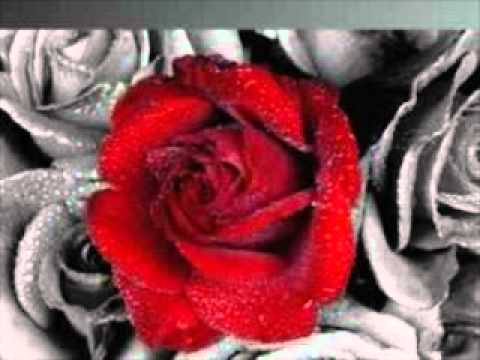 Scarlet rose zvonik.wmv